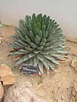Agave victoriae-reginae (fam Agavacees) (Mexique) (1) (Photo F. Mrugala)